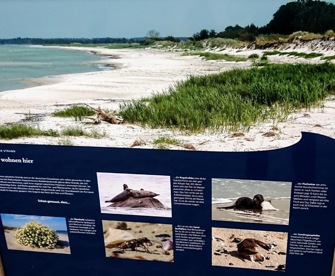 Ferienwohnung "Juliette" Zingst Dış mekan fotoğraf
